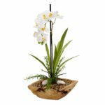 White Vanda Orchid in Bowl