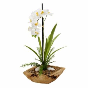 White Vanda Orchid in Bowl