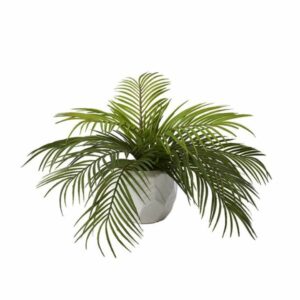 Hawaiian Palm in Planter