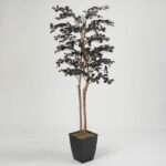 Black Olive Tree 7’ in Square Metal Planter