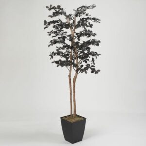 Black Olive Tree 7’ in Square Metal Planter