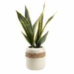 Mother-in-Law’s Tongue in Planter