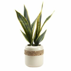 Mother-in-Law’s Tongue in Planter