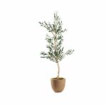 Olive Tree 6.5’ in Small Planter