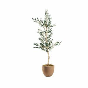 Olive Tree 6.5’ in Small Planter