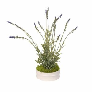 Lavender in Small Planter