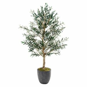 Olive Tree 7.5’ in Planter