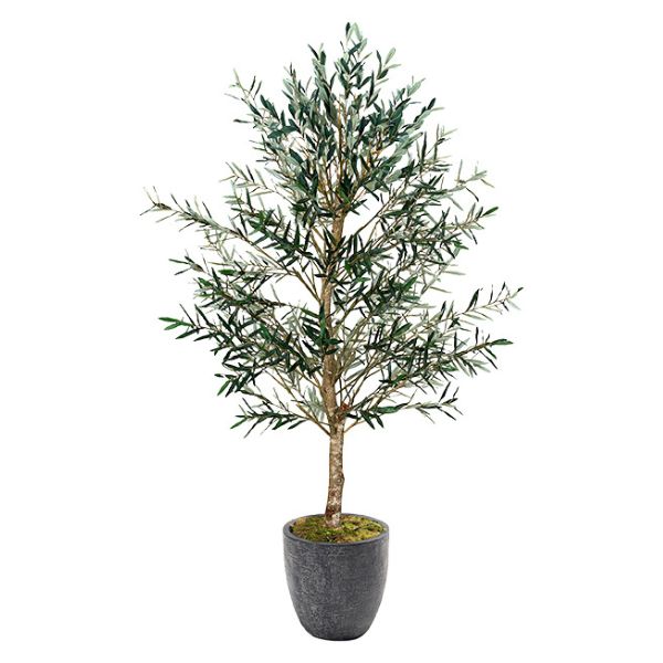 Olive Tree 7.5’ in Planter