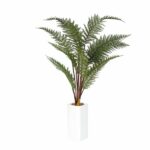 Imperial Fern in Ceramic Pot