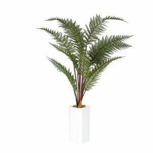 Imperial Fern in Ceramic Pot