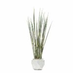 Horsetail Reed in Planter
