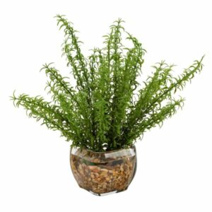 Sprengeri Branches in Vase