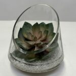 Echeveria in Angle Cut Glass