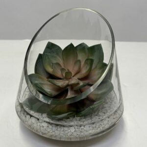 Echeveria in Angle Cut Glass