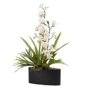 White Cymbidium Orchid and Stag Horn Fern in Oval Metal Planter
