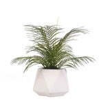 Areca Palm in White Geometric Planter