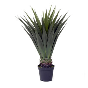 Jumbo Agave Plant